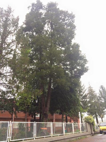 galicia-a-estrada-poda acacia-trabajos-altura-poda-jardines-piorno-1