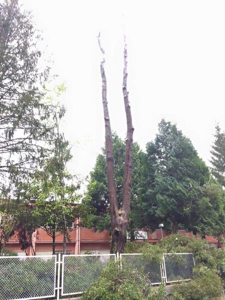galicia-poda acacia-trabajos-altura-arboles-jardines-piorno-3